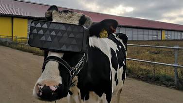 Rusia coloca gafas de realidad virtual en vacas para mejorar la producción de leche