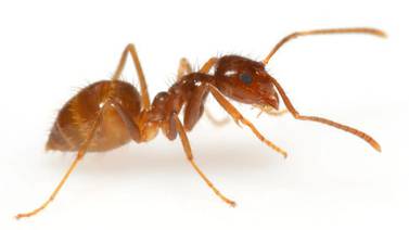 ‘Hormiga loca’ provoca dolores de cabeza a productores y familias en San Mateo de Alajuela