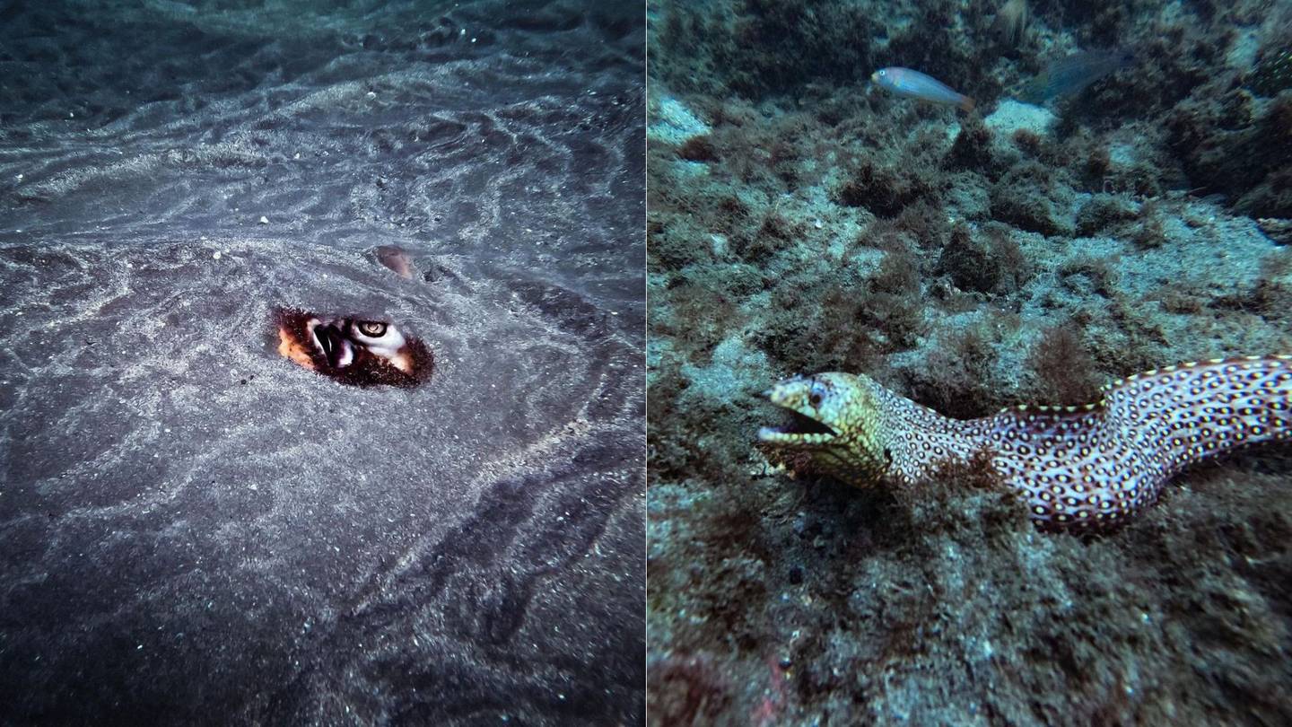 Las mantarrayas y las anguilas son unos de los animales que se encuentran en las cuentas de 'reefside.cr'. En el futuro, el joven anhela publicar contenido de aventura extrema.