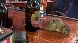 Fitos Bar explica por qué una rata cayó sobre una de sus mesas