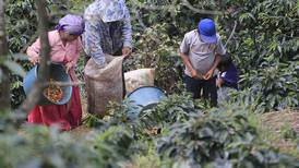 Icafé y Trabajo califican de ‘muy positiva’ la respuesta de mano de obra agrícola