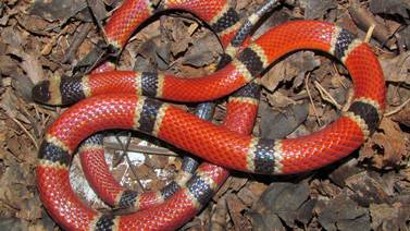 Mordeduras de serpientes en Costa Rica se concentran en 8 regiones