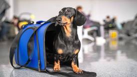Avianca establece nuevas normas para llevar perros y gatos en cabina