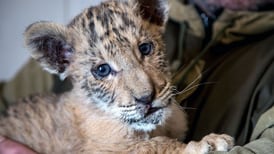 Nace un bebé 'ligre' en zoológico de Rusia