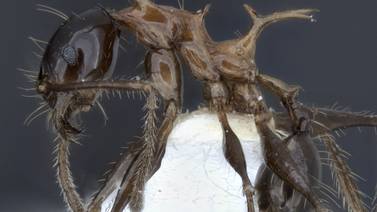 Hormigas dragón de grandes espinas dorsales caracterizadas por tomografía