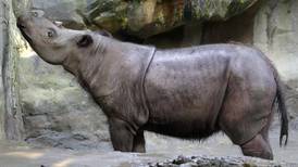 Avistan por primera vez en 40 años un extraño rinoceronte en Sumatra
