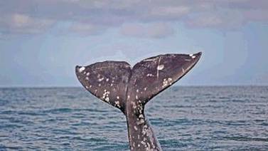 CBI discutirá la creación de un refugio para las ballenas