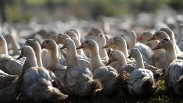 Vacunas probadas en patos de Francia contra gripe aviar son ‘muy eficaces’