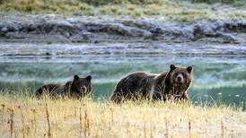 Juez bloquea temporada de cacería de osos grizzly en Estados Unidos
