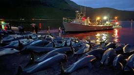 Dramática matanza de 1.400 delfines en una jornada de caza en las islas Feroe