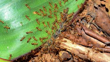 ‘Ya no sabemos qué hacer’: vecinos alarmados por plaga de la ‘hormiga loca’ en la zona norte