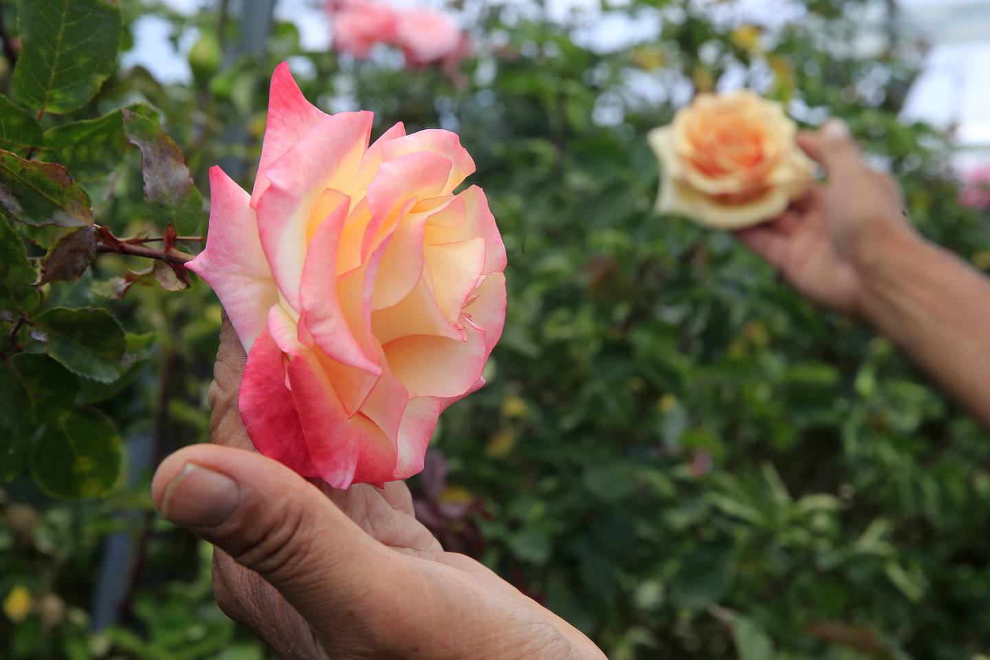 03-09-15. LLANO GRANDE DE CARTAGO. Empresa Solo Rosas, se dedica a la produccion y comercializacion de mas de 400 variedades de rosas para el consumo nacional. Foto: Rafael Pacheco