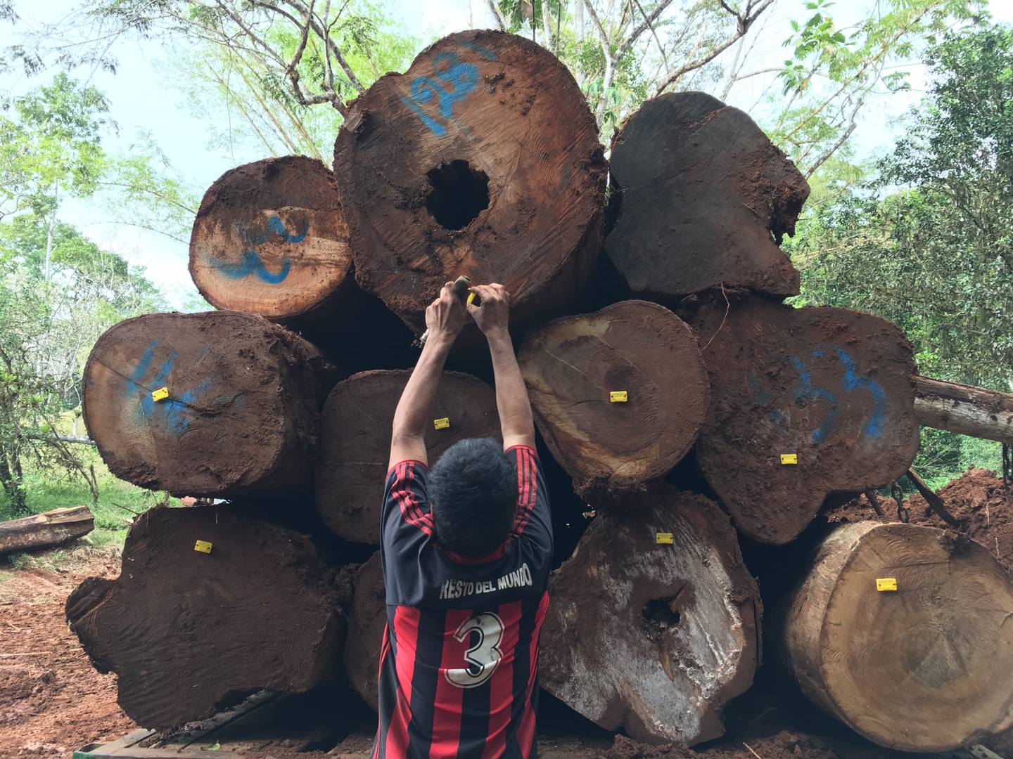 La explotación controlada del bosque natural es otra de las propuestas tendientes a llenar el défici de madera. El producto saldria bajo control y con un adecuado plan de manejo de las fincas. Foto: Cortesía ONF