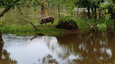 Senasa reporta 531 fincas de producción animal afectadas por las lluvias 