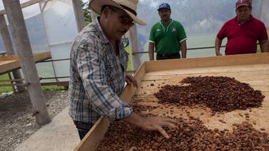  Productores de cacao en Centroamérica reclaman más  apoyo de gobiernos 
