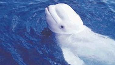 Ballena blanca pudo imitar la voz humana