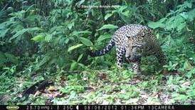 Machos de jaguar se toleran y comen de la misma tortuga