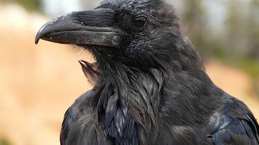 La nota curiosa: Canuck, un agresivo cuervo que aterroriza Canadá