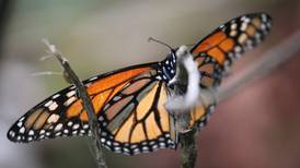México teme que mariposa monarca deje de migrar desde Canadá
