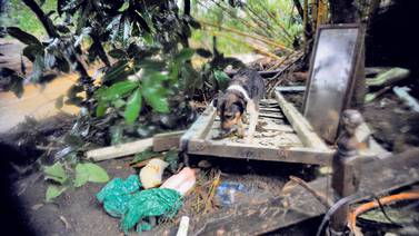 Veterinarios atendieron 154 animales afectados por huracán Otto