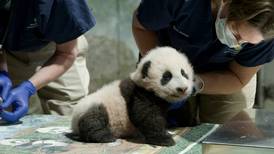 El bebé panda del zoo de Washington ya tiene nombre: ‘Pequeño milagro’