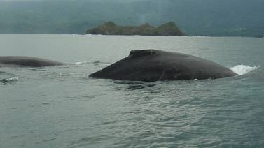 Setiembre llega a Osa con ballenas y festival