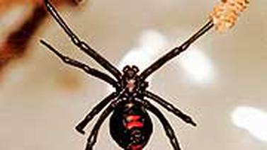 El macho de la viuda negra prefiere aparearse con arañas jóvenes, revela estudio