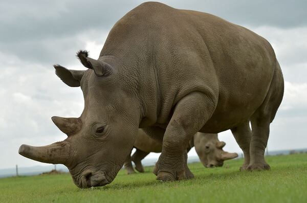 El último rinoceronte blanco del norte macho vivía en Kenia. Foto: AFP