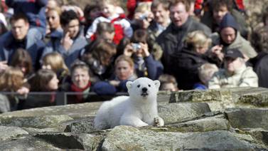 El oso polar Knut murió de encefalitis asociada a humanos