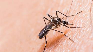 Virus de dengue y chikunguña asedian a los  guanacastecos