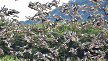 Miles de patos tejen en Bagaces un nido temporal por invierno en Hemisferio Norte