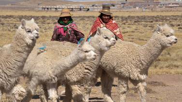 La alpaca de los Andes será clonada por científicos peruanos