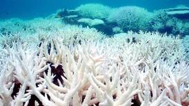 Episodio masivo de blanqueamiento de corales empeora en todo el mundo