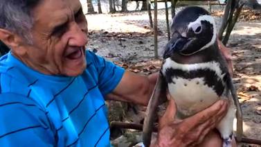 El pingüino que visita a su salvador todos los años