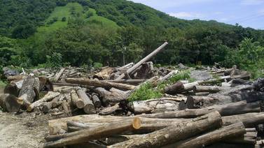 Sitio web promueve consumo de madera proveniente de fuentes legales
