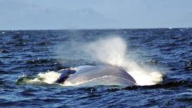 Ballenas azules usan su memoria a la hora de migrar e ir por alimento