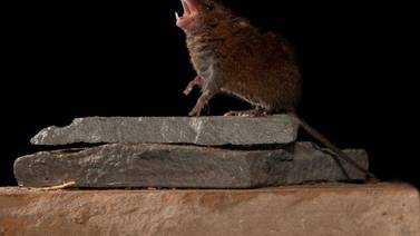 Ratones ticos ‘cantantes’ dan pistas a la ciencia sobre cómo se comunican los humanos