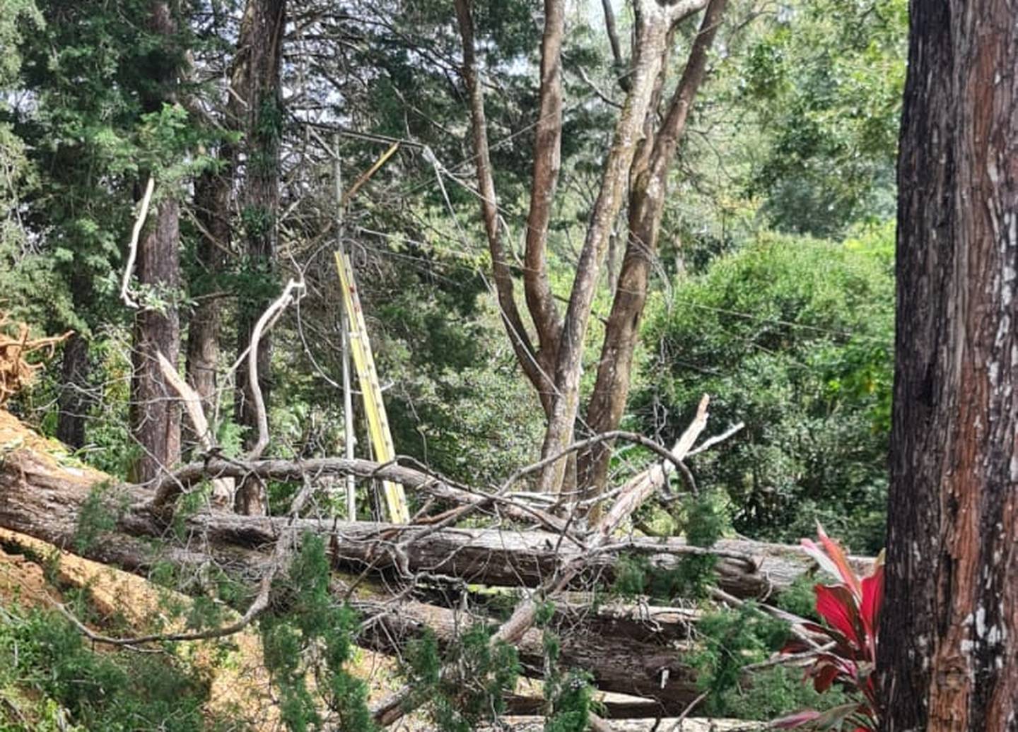 Detalle de la caída de un árbol derribado por los vientos en Belén a donde se trasladó personal de la CNFL a restaurar el servicio. Fotografía: