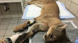 Puma y manigordo mueren atropellados en la zona norte en una misma noche