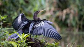 Tortuguero registró récord en conteo de aves: 221 especies este sábado