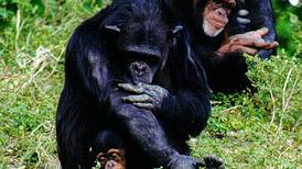 Los chimpancés prefieren cooperar que competir entre ellos