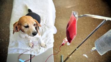 Hospital veterinario atenderá solo casos muy urgentes en Semana Santa