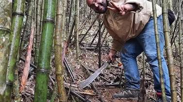 Costa Rica le da sabor al bambú mediante dos empresas familiares