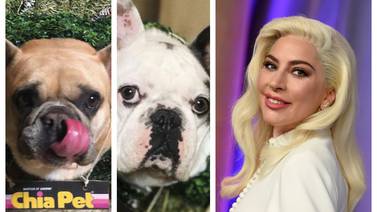 Video muestra asalto al paseador de perros de Lady Gaga y cómo robaron sus perros