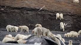 Osos polares hacinados en una isla a causa del cambio climático