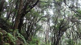 Parque Nacional Volcán Irazú ganó 82 hectáreas de páramo