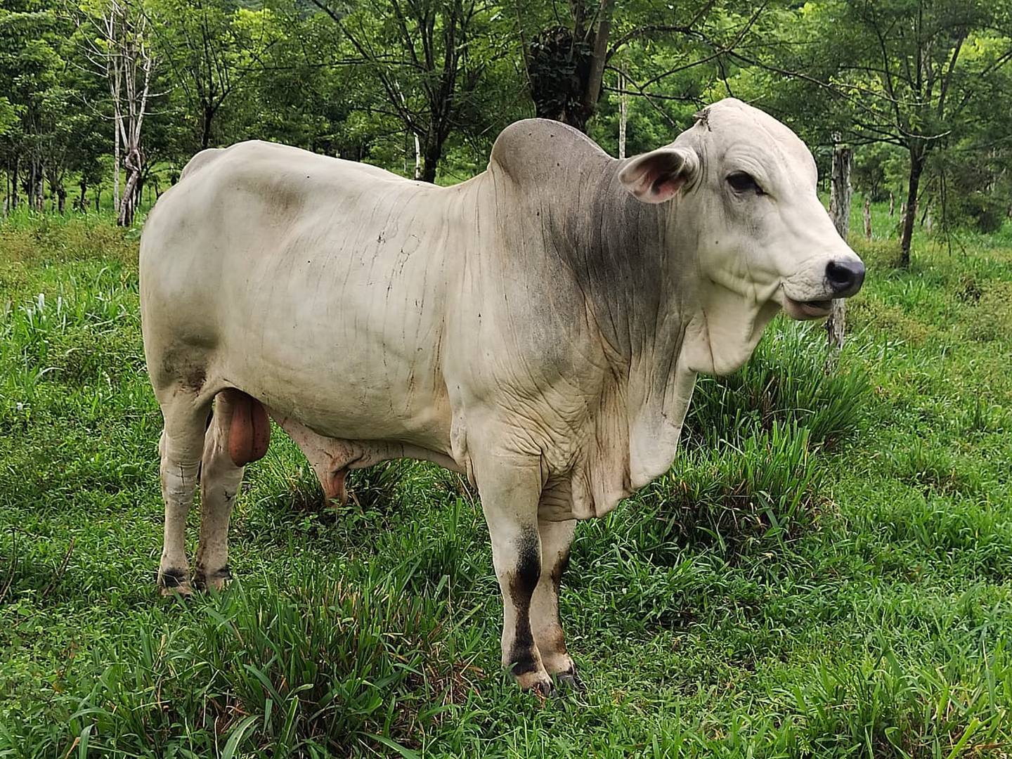 El pasado 23 de julio el toro Macho salvó a sus 30 vacas de las cabezas de agua del río Aguas Zarcas.