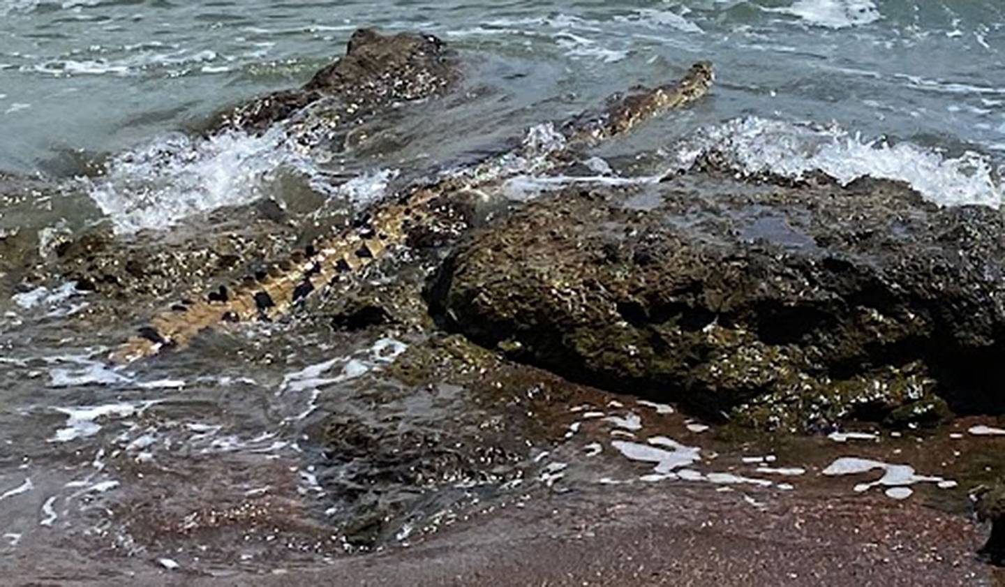 Varios turistas y residentes de playa Jacó, del cantón de Garabito, se quedaron asombrados al presenciar a un cocodrilo de dos metros nadando en un estero de la zona. Foto: Cortesía.