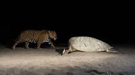 Científicos recurren a saliva para conocer genética de jaguares en Tortuguero