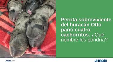 Perrita sobreviviente de avalancha en Bagaces tuvo cuatro cachorros